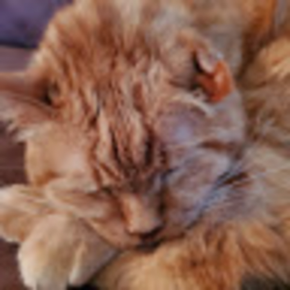 Meet your Posher, Sierra